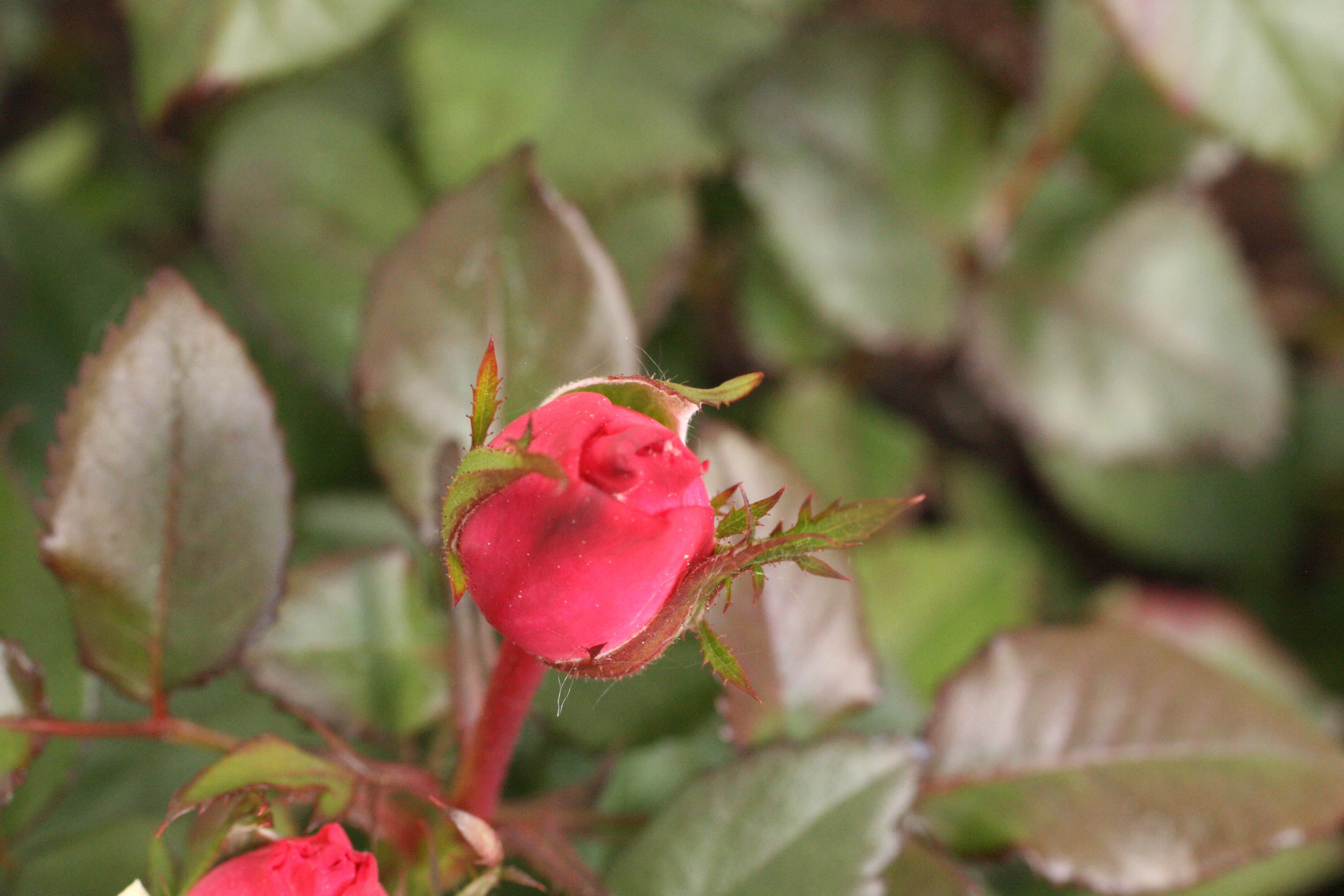 rosa ros pink rose